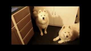 Amazing Talking Samoyed Ivy saying I love you