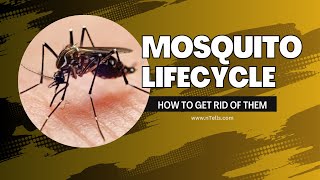 Mosquito Life Cycle \u0026 How to Get Rid of Them for Good