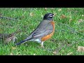 american robin catches fat worm