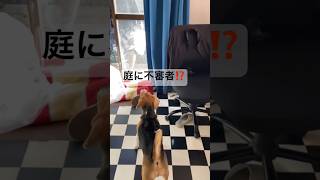 【音量注意⚠️】不審者⁉️に吠えるビーグル犬 #beagle #いぬ