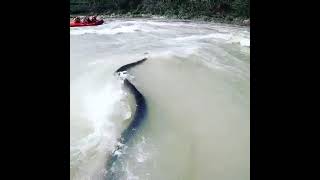 Rishikesh river rafting , Snake in River🐍 #rishikeshriverrafting #laxmanjhula #uttrakhand #rishikesh