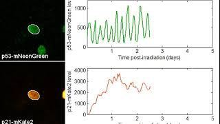 Pulsating p53 levels in single damaged cells