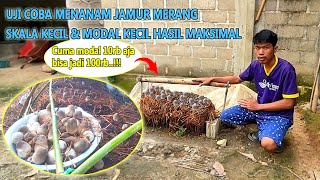 CARA BUDIDAYA JAMUR MERANG MEDIA JERAMI UNTUK SKALA KECIL  - Modal minim hasil maksimal