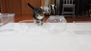 「ベストオブザ液体化容器」を決めるねこ。-Maru decides \