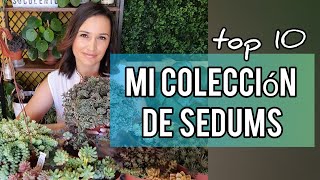 Mi colección de Sedum/ Jardín Suculento