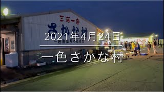 【価格変動】春の高級魚が半額以下に!?『一色さかな村』を調査してきた