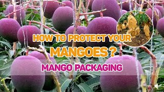 How to protect your mangoes | mango packaging