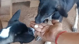 Dogs take cold medicine សត្វឆ្កែលេបថ្នាំត្រជាក់