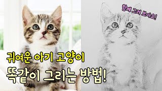 [가볼쌤] 귀여운 아기 고양이를 똑같이 따라 그리는 방법! [기초 드로잉/연필 그림/소묘]