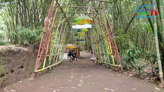 Hutan Bambu Lumajang, Serpihan Surga di Kaki Semeru