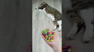 Cat barsik reverse video ASMR #catvideos #billikivideo #satisfying #creation