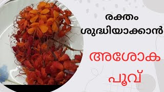 രക്തം ശുദ്ധിയാക്കാൻ അശോക പൂവ് മതി | Ashoka Flower | #simpleyaanvlogs