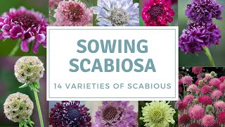 How To Sow Scabious / Sowing Pincushion Flowers