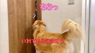 何度お願いしても入れてもらえない寂しさを背中で語る大型犬クッキー【ゴールデンレトリバーとミニチュアダックスフンド】