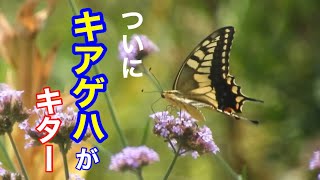 まるおの母　まるこの宿根草と低木の庭　2024 08 21 ☁️➡️☀️の庭に、蝶が飛んでくる〜。アゲハ，キアゲハ問題はついに決着‼️ 両方見比べると、ハッキリ違いがわかります。