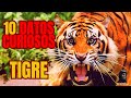 10 CURIOSIDADES sobre el TIGRE que no conocías 🐯 El FELINO MÁS GRANDE del MUNDO @HiBrainBox #tigres