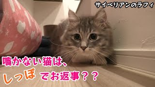 名前を呼ぶとだるそうにしっぽでお返事してくる猫／Siberian cat replying with a tail【サイベリアンのラフィ#104】