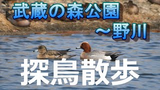 都立武蔵野の森公園と野川の探鳥散歩