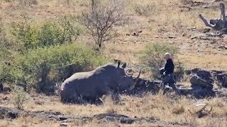 Hero Pilot Uses Helicopter To Scare Lion Away and Rescue Darted Rhino at Kruger National Park.