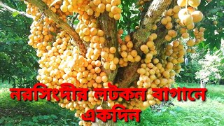 Lotkon Fruits garden at Narsingdi || Lotkon Tree ||longan fruit