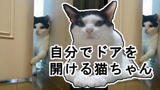 自分でドアを開ける猫が可愛すぎる(*^_^*) My cat opens a door by herself!!