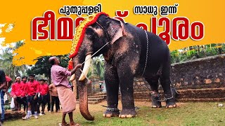 Puthuppally Sadhu Bheemanad Pooram | Bheemanad Pooram 2024 | Puthuppally Sadhu Latest