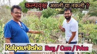 Kalpavriksha कल्पवृक्ष असली या नकली ? | Buy Kalpavriksha Price, Care in India