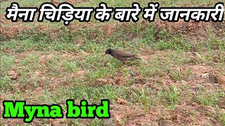 myna ke bare main jankari / myna bird / myna bird ke bare main jankari / maina ke bare main jankari