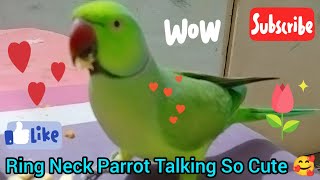 Ring Neck Parrot Live 🦜