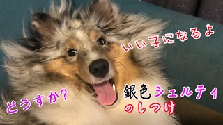 【シェルティ】悪戦苦闘！知育おもちゃに挑む犬。＃シェットランドシープドッグ＃Sheltie ＃ブルーマール A dog challenging an educational toy.