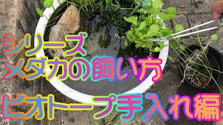 ＃８６　【シリーズ　メダカの飼い方】　第十四回　ビオトープ手入れ編　初心者の方向けにメダカの飼い方を配信していきます。