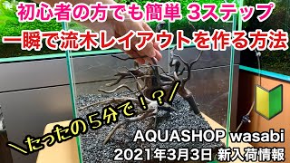 アクアリウム初心者必見！一瞬で流木レイアウト水槽を作る方法 AQUASHOP wasabi２０２１年３月３日新入荷情報 ネイチャーアクアリウム立ち上げ初心者、水草水槽の作り方と構図、ホーンウッド