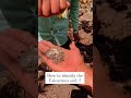 निंबू डालते ही मिट्टी हुवा पानी। how to identify calcareous soil soil soiltips viralvideo short