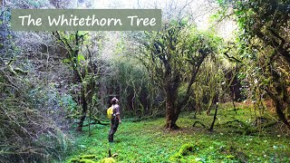 Dark Tales | Irish Folklore | The Whitethorn Tree (Christmas Special)