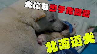 絶滅の危機？北海道犬の少子化が止まらない