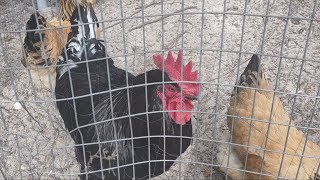 Chickens Can Go Into SHOCK !!! #chickenadvice #backyardchickens #chicken