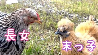 【にわとり散歩】仲の悪かったはるちゃんとサラちゃんが