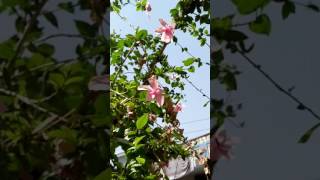 गुड़हल के पौधे की कलम कैसे लगाए गुड़हल के पौधे की कलम कैसे लगाए