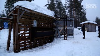 Orpo metsäpeura kuljetettiin lajitovereidensa kanssa Lauhanvuoren kansallispuistoon