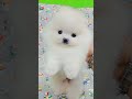 超可愛名犬社／白色博美犬