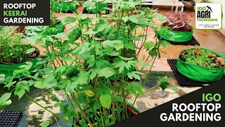 Keerai Garden | Grow Your Own Spinach At Home | Spinach | GREENS | IGO Agri Techfarms | IGO