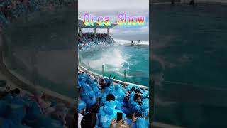 びしょ濡れパフォーマンスサイコ～!(^^)! #Shorts #鴨川シーワールド #鴨シー  #kamogawaseaworld #killerwhale #orca #シャチ #シャチショー