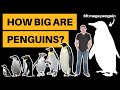 How Big Are Penguins? [Height + Weight Comparison]