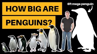 How Big Are Penguins? [Height + Weight Comparison]