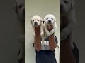 top quality Labrador puppies available Trivandrum Kerala 📍 62 82 81 51 61