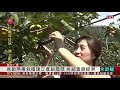 好吃 仁愛甜柿採收期 建立產銷履歷拚經濟 2020 10 13 ipcf titv 原文會 原視新聞