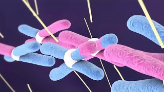 Cell Division: Meiosis vs. Mitosis