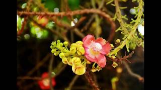 花自飘零水自流 一种相思 两处闲愁