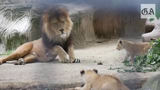 Die Löwenbabys im Zoo Neuwied