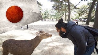 BOWING DEER JAPAN! - Japan's Polite Bowing Deer in Nara!